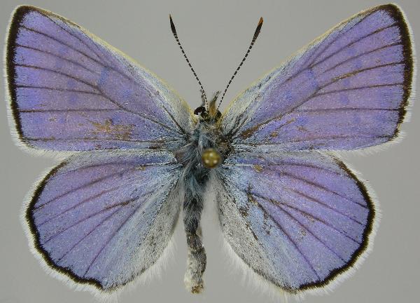 Photo of Lycaena heteronea by Norbert Kondla